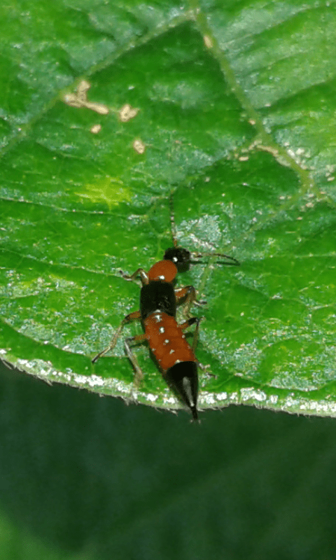 Staphylinidae: Paederus sp.? S, Paederus riparius